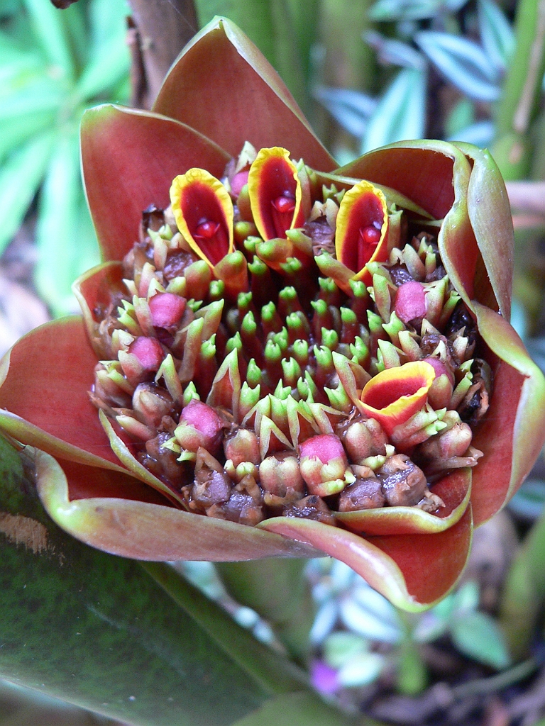 099 Cairns Botanic Gardens.jpg